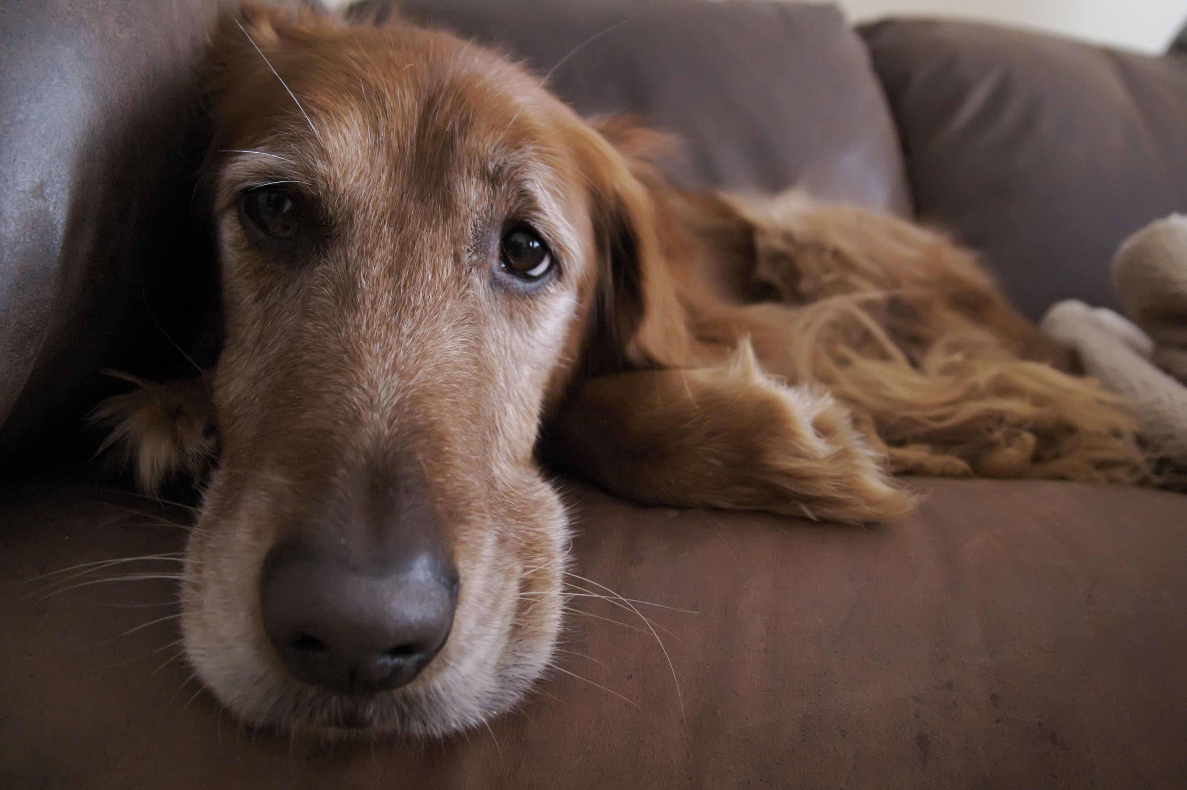 Grumpy Dog 3